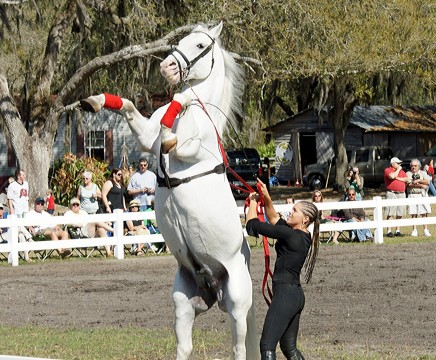Herrmanns' Royal Lipizzan Stallions
