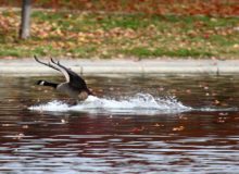 Canada Geese