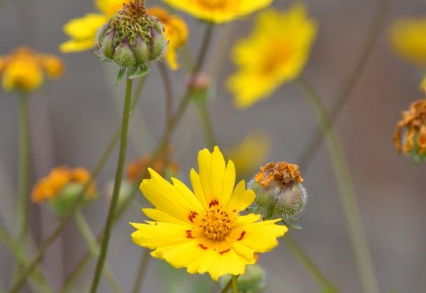 Austin wildflower