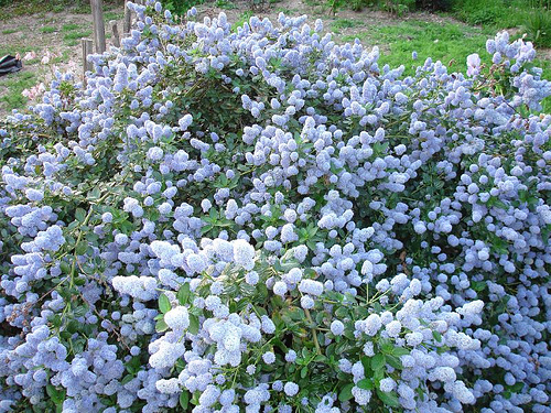 flowers grown from compost