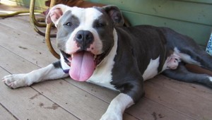 pit bull