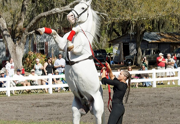 Herrmanns' Royal Lipizzan Stallions