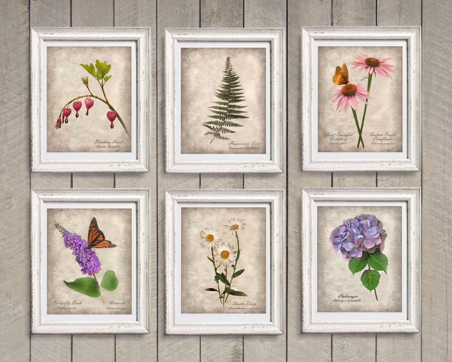Botanical Artwork Display Coming To The College Lexleader