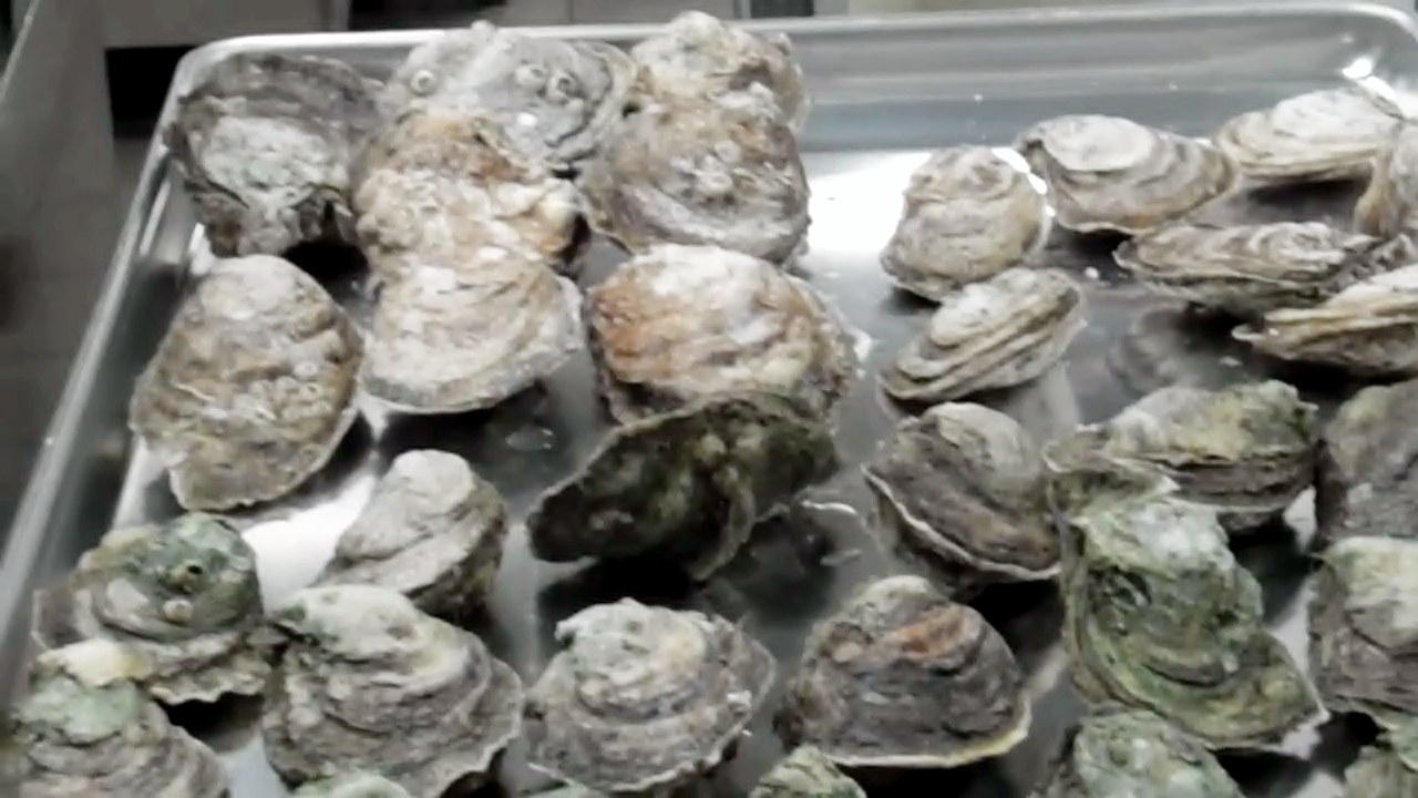Message From the Cap'n/Oyster Season Begins LexLeader