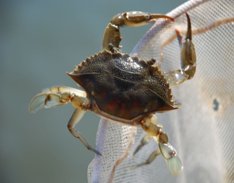 blue crab on a net