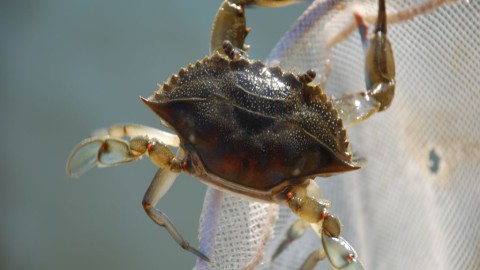 blue crab on a net