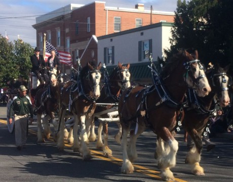 Clydesdales