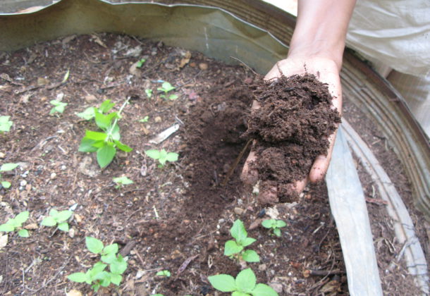 Mulch