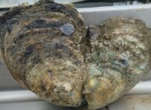oysters