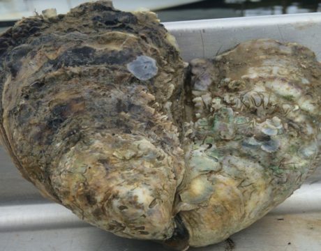 oysters