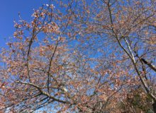 artspark cherry blossom festival