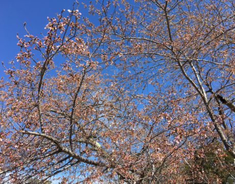 artspark cherry blossom festival