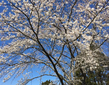 Cherry Blossom