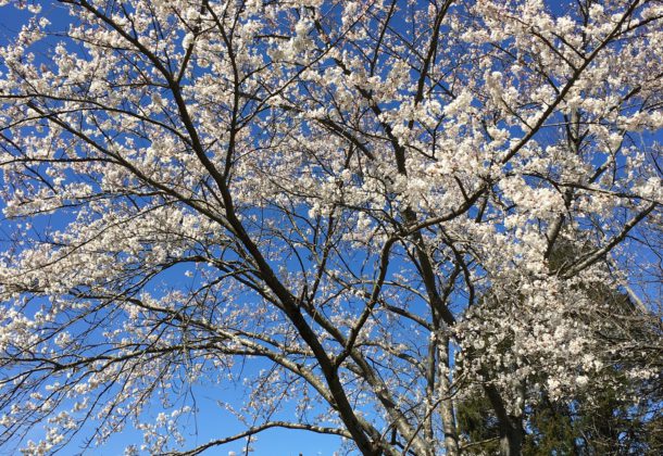 Cherry Blossom