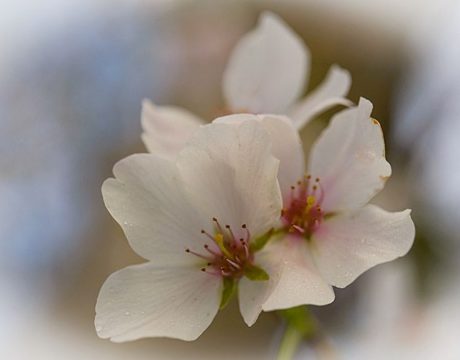 cherry blossom