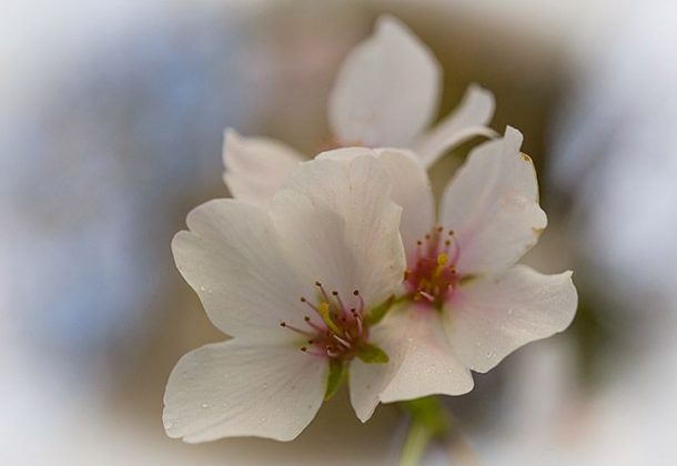 cherry blossom