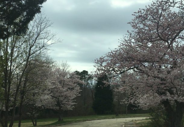 cherry trees bloom