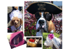 Costume Parade