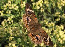 message from the captain