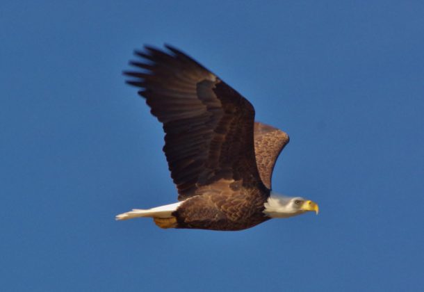 Jelly Fish & Others bald eagle