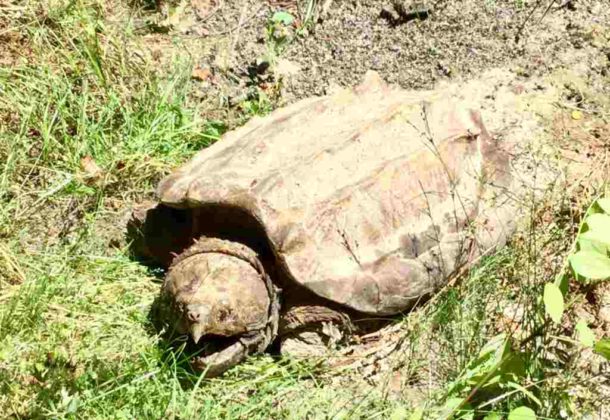 Snapping Turtles