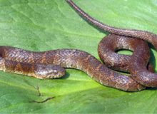 watter snake