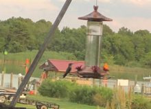 hummingbirds