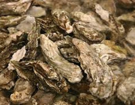 SlackWater why oysters matter