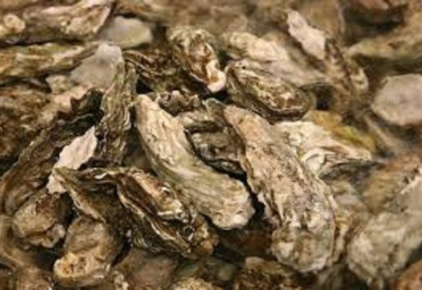 SlackWater why oysters matter