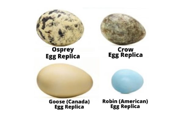 Adopt an Egg