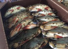 soft crab