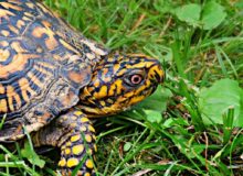 Turtles