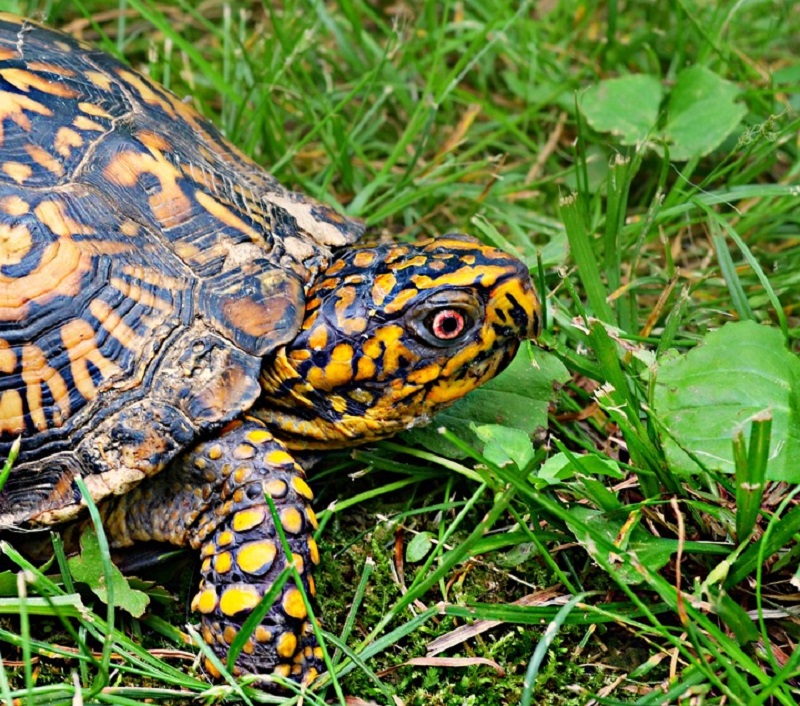 Message From A Captain - The Solitary Box Turtle Lexleader