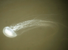 Sea nettles