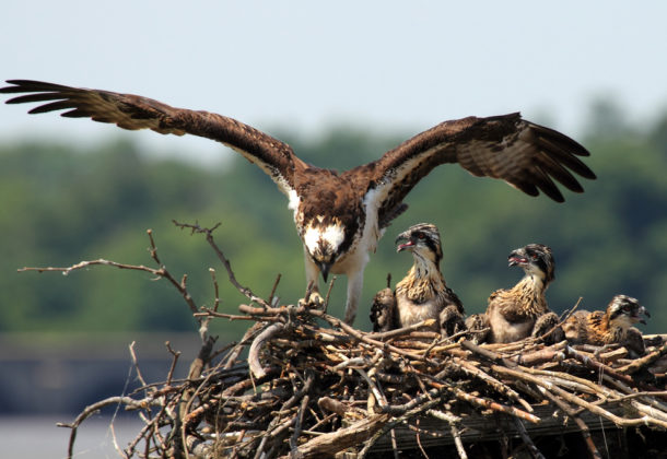 ospreys return