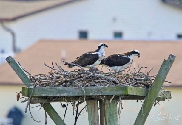 Ospreys