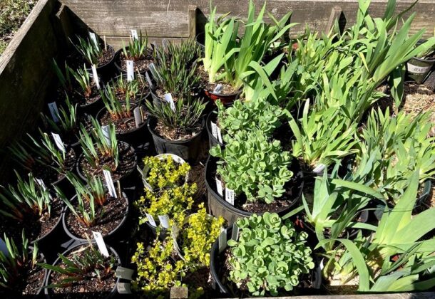 Plant Sale