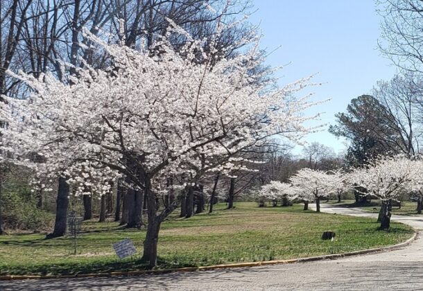 Cherry Blossoms