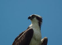 osprey