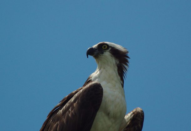 osprey