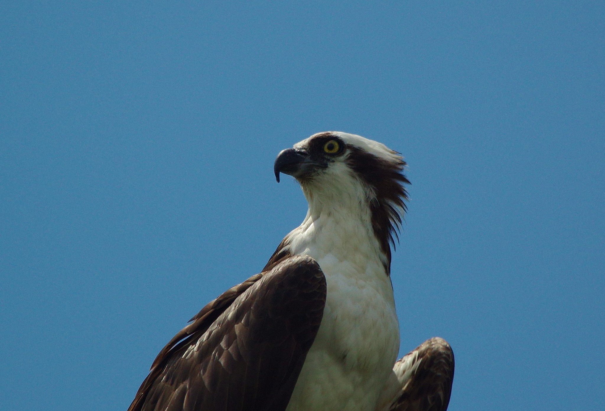 An Old Cycle, Osprey Return, Spring Message From the Cap'n LexLeader