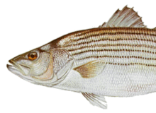 Striped Bass