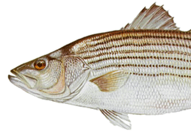 Striped Bass