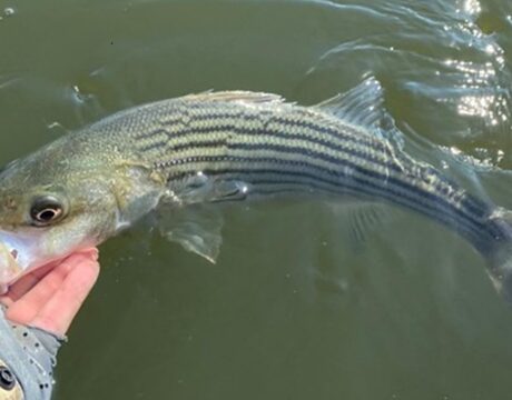 Striped Bass