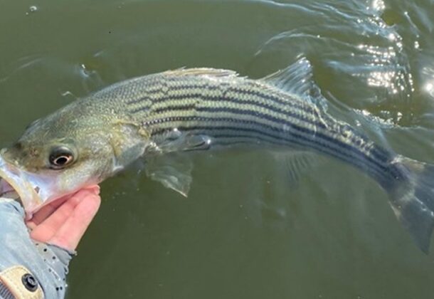 Striped Bass