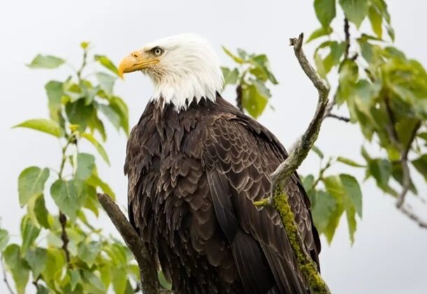 Bald Eagle Could Officially Become America's National Bird LexLeader