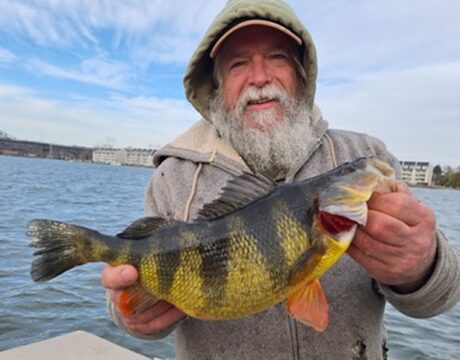 Yellow Perch