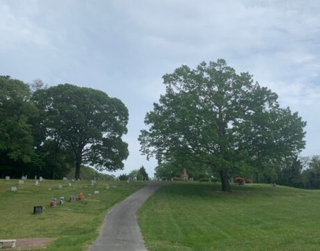 Big Tree
