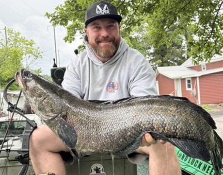 Snakehead
