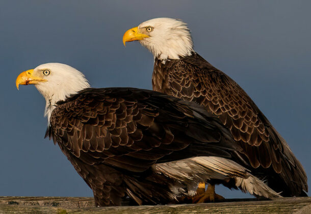 Bald Eagle
